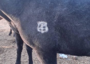 «Элдик кабарчы»: «Чүйдүн тургуну 10 күн мурда 51 жылкыны уурдатып жиберди»