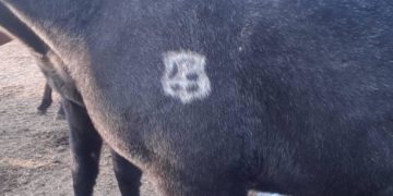 «Элдик кабарчы»: «Чүйдүн тургуну 10 күн мурда 51 жылкыны уурдатып жиберди»