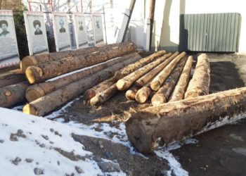 Ысык-Көлдө мыйзамсыз карагай кыйгандар аныкталды