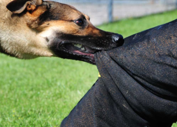 Бишкекте мектептен үйүнө кайтып келе жаткан эки окуучу итке таланды