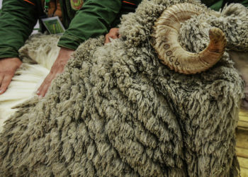 Чүйдүн тургуну 23 баш кой уурдаткан. Шектүүлөрдүн бири өз баласы болуп чыкты