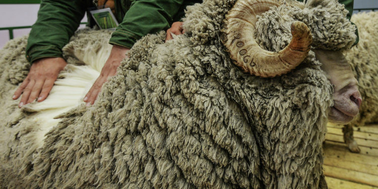 Чүйдүн тургуну 23 баш кой уурдаткан. Шектүүлөрдүн бири өз баласы болуп чыкты