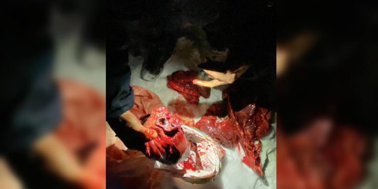 Нарын облусунда тоо текесин өлтүргөн браконьер кармалды