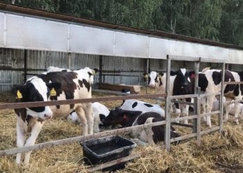 Кыргызстанда мал-жандыктарды саноо башталды