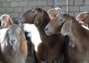 Кыргызстанда койлорго электрондук чип тагыла баштады