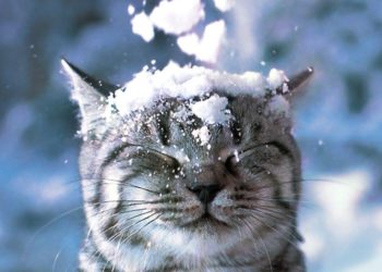 Жакын арада кар жаайбы? Синоптик жооп берет