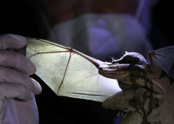 Кытайдын окумуштуулары жаңы коронавирусту аныкташты. Ал дүйнөнү бүт каптаган коронавируска окшош