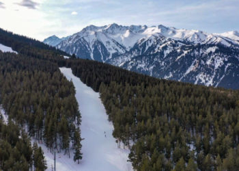 «Каракол» лыжа базасында коттедж куруу үчүн карагайларды кыйганы жатышат