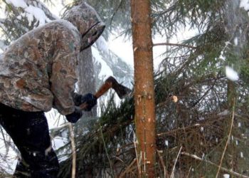 «Каракол» лыжа базасында коттедж куруу үчүн карагайлар кыйылабы? Жергиликтүү бийликтин жообу