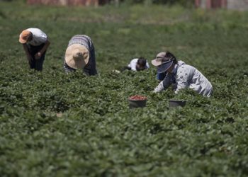 Өлкөдөн минералдык жер семирткичтерди ЕАЭБ аймагынын чегинен тышкары ташып чыгууга убактылуу тыюу салынды