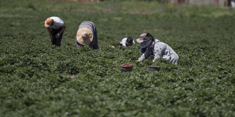 Өлкөдөн минералдык жер семирткичтерди ЕАЭБ аймагынын чегинен тышкары ташып чыгууга убактылуу тыюу салынды