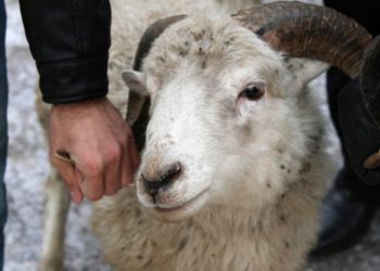 Жалал-Абадда 10 баш бодо мал, 24 баш кой уурдоого шектүүлөр кармалды