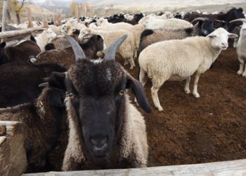 Кыргызстанда кой менен эчкинин саны азайды