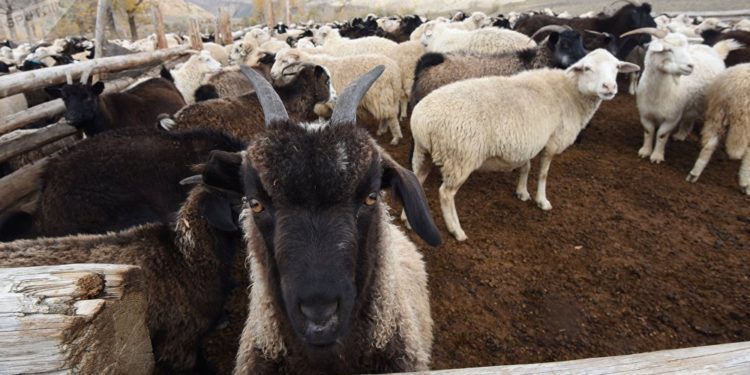 Кыргызстанда кой менен эчкинин саны азайды