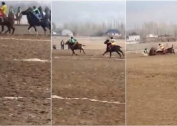 Таласта көк бөрү оюну учурунда аттан кулаган улакчы жандандыруу бөлүмүндө жатат