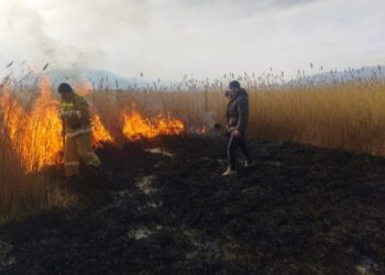 Ысык-Көлдө малын жоготкон жаран камыштарды өрттөп жиберди