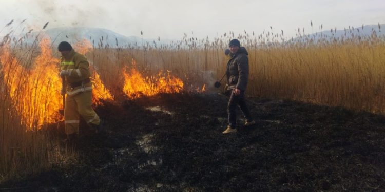 Ысык-Көлдө малын жоготкон жаран камыштарды өрттөп жиберди