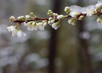 Өлкөдө эртең үшүк жүрөт. Кайсы аймактарда суук күтүлүүдө?