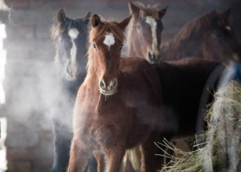 Шашылыш билдирүү: 18-21-март күндөрү суук түшөт