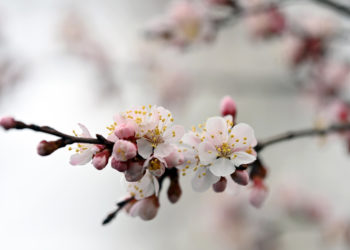 «Майрам күнү айтылбай турган сөз эле». Садыр Жапаров чек ара маселеси чечилерин убада кылды