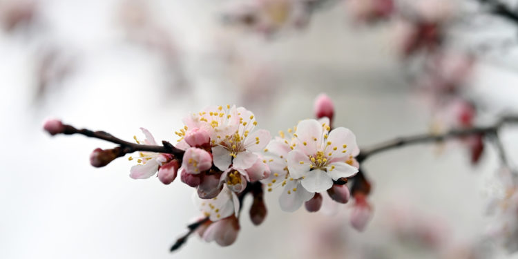 «Майрам күнү айтылбай турган сөз эле». Садыр Жапаров чек ара маселеси чечилерин убада кылды