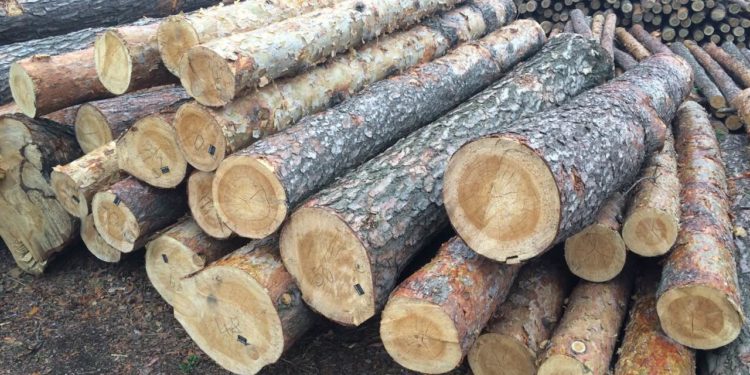 Жумгалдын тургунун терек басып калып каза болду