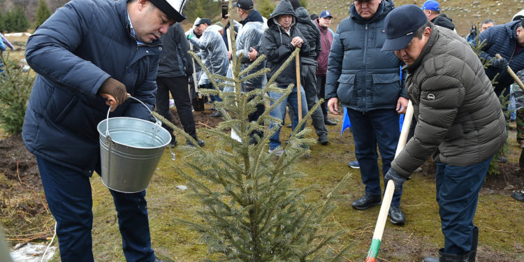 Жыл сайын өлкө боюнча 5-6 миллион көчөт тигүү пландалууда. Ага президент старт берди