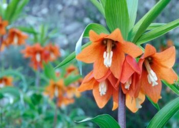 Депутат Маматалиев: «Баткенде Айгүл гүлү азайып, тоонун чокусунда гана өсүп жатыптыр»