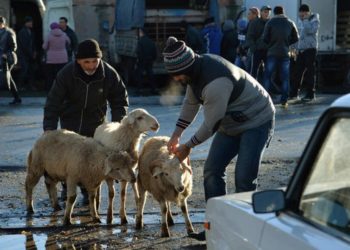 Орозо айтта мал союуга бийлик тыюу салдыбы? Президенттин маалымат катчысынын жообу