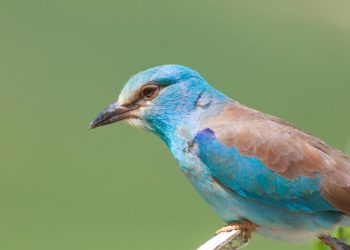 Бүгүн канаттуулардын эл аралык күнү. Кыргызстанда канча канаттуунун түрү Кызыл китепке киргенин билесизби?