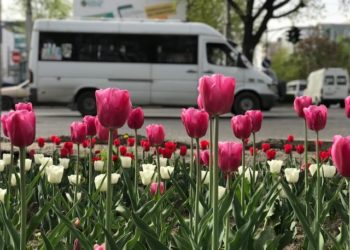 🌷 Бишкекте жоогазындар гүлүн ачты