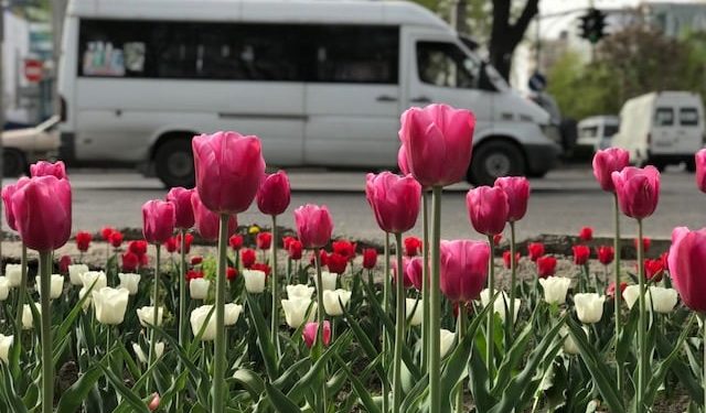 🌷 Бишкекте жоогазындар гүлүн ачты