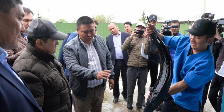 Балык бизнеси менен алектенген ишкерлер Акылбек Жапаровго кыйынчылыктар тууралуу айтып беришти