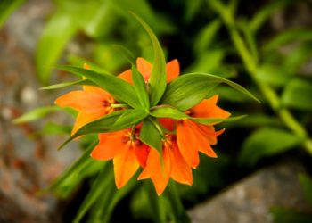 Баткендин Айгүл-Таш тоосунда гүлүн ачкан Айгүл! (сүрөт)