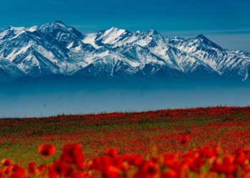 🌷Бишкек четиндеги көз жоосун алган кызгалдактар (сүрөттөр)