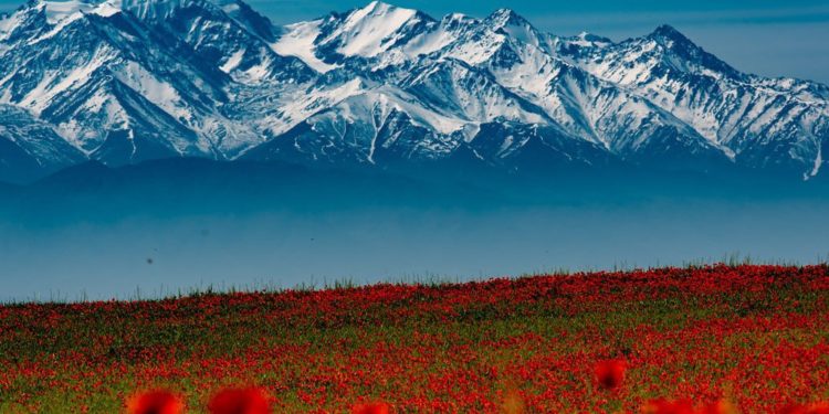 🌷Бишкек четиндеги көз жоосун алган кызгалдактар (сүрөттөр)