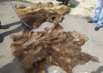 Ысык-Көлдүн тургунунун үйүнөн курал-жарак жана күрөң аюунун терилери табылды