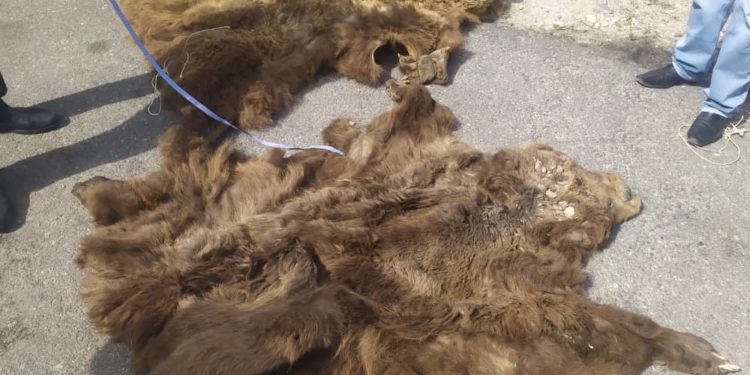 Ысык-Көлдүн тургунунун үйүнөн курал-жарак жана күрөң аюунун терилери табылды