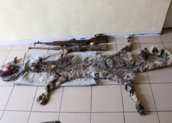 Ысык-Көлдө 37 жаштагы жарандын үйүнөн ак илбирстин териси баш сөөгү менен табылды