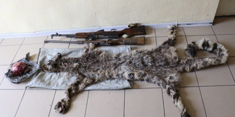 Ысык-Көлдө 37 жаштагы жарандын үйүнөн ак илбирстин териси баш сөөгү менен табылды