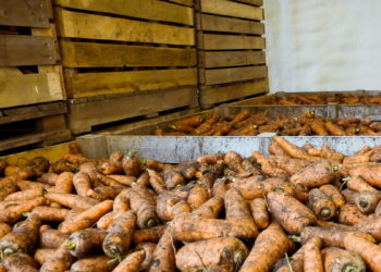 Ала-Букада сабиздин исине ууланып, көз жумган 3 жаран. Маркумдун жубайы окуя боюнча айтып берди