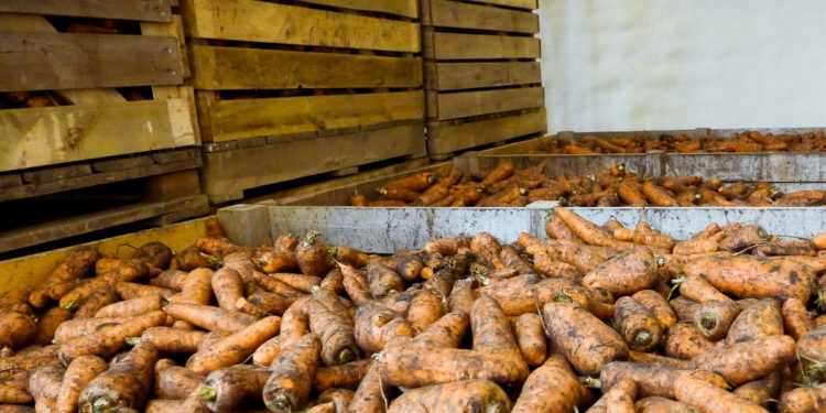 Ала-Букада сабиздин исине ууланып, көз жумган 3 жаран. Маркумдун жубайы окуя боюнча айтып берди