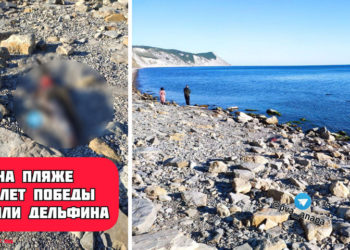 Дельфинди жиликтеп, шишкебек жасаган түгөйлөр кармалышты