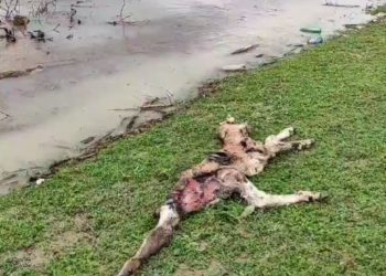 Өлгөн торпок, химиялык заттар, шприцтер… Ош тургундары суу иччү Папан суу сактагычынан жийиркеничтүү кадрлар