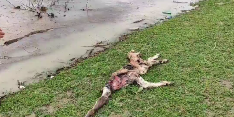 Өлгөн торпок, химиялык заттар, шприцтер… Ош тургундары суу иччү Папан суу сактагычынан жийиркеничтүү кадрлар