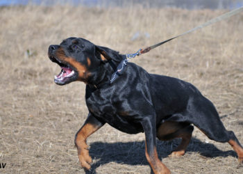 Крымда ротвейлер иттери 10 жашар кызды талап, өлтүрүп коюшту