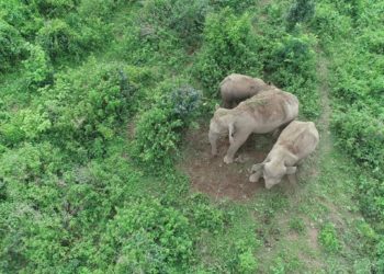 Мал болсо да эне. Пил өлгөн баласын таштабай 7 чакырымга сүйрөп барган