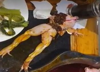 Деликатеске келген башы жок бака тарелкадан секирип кетти