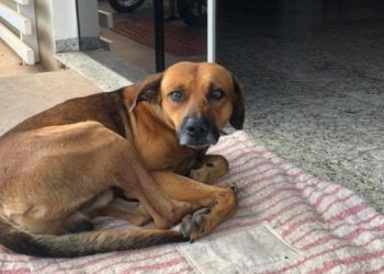 Күчүк каза болгон ээсин 4 ай ооруканадан кетпей күткөн