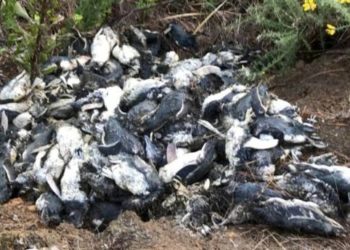 Жаңы Зеландияда 450 чакты көк пингвиндин өлүгү жол четинен табылган